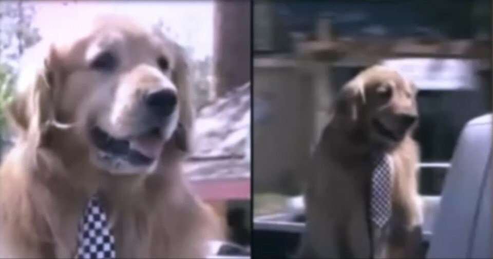 image for California town appoints Max the Golden Retriever dog as their mayor for a fifth term