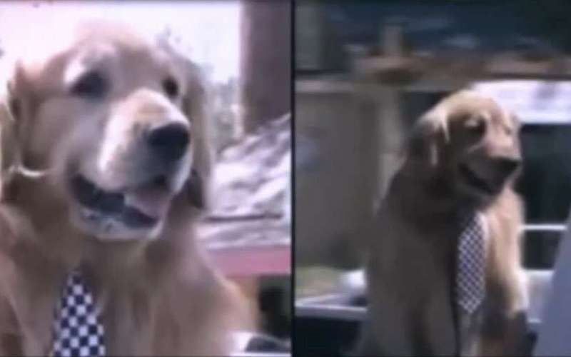 image for California town appoints Max the Golden Retriever dog as their mayor for a fifth term
