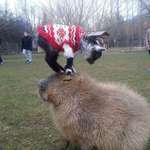 image for A baby goat, in a sweater, on a capybara.
