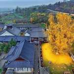 image for 🔥 1400 year old Ginko tree sheds a spectacular ocean of golden leaves