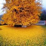 image for 1400 year old Ginko tree sheds a spectacular of golden leaves