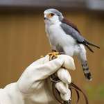image for The pygmy falcon is the smallest raptor on the African continent and it barely reaches 20 cm in length
