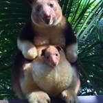 image for PsBattle: Baby tree kangaroo and it's mother