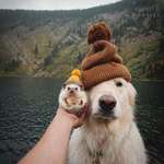image for PsBattle: This hedgehog and golden retriever wearing beanies