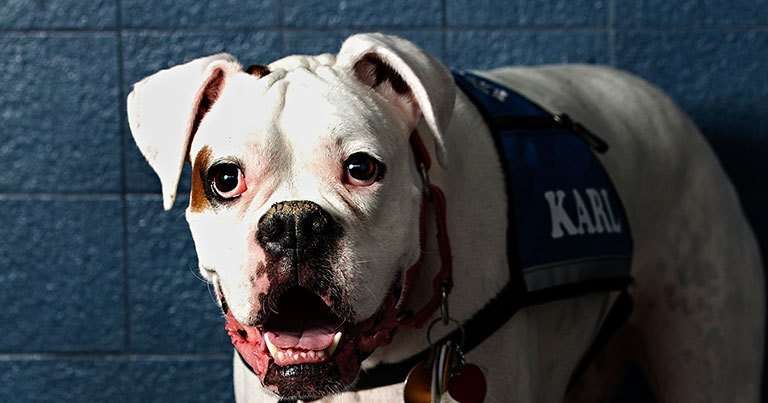 image for Deaf Therapy Dog Karl Helps Kids Testify in Court