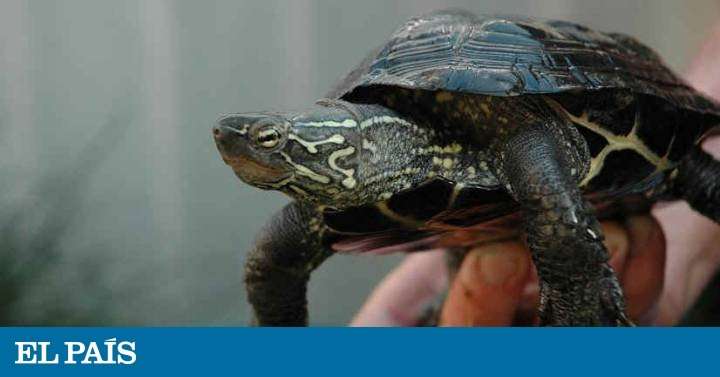 image for British woman in Tenerife found with turtle in vagina after night out partying