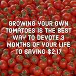 image for SLPT: Grow your own tomatoes for major savings!