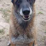 image for Hitch is a 6 year old police dog in France that is retiring and now looking for a warm family to live its retirement