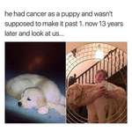 image for SIcK fUCk CArRies AROuNd DEAD dog FOr 13 YEars
