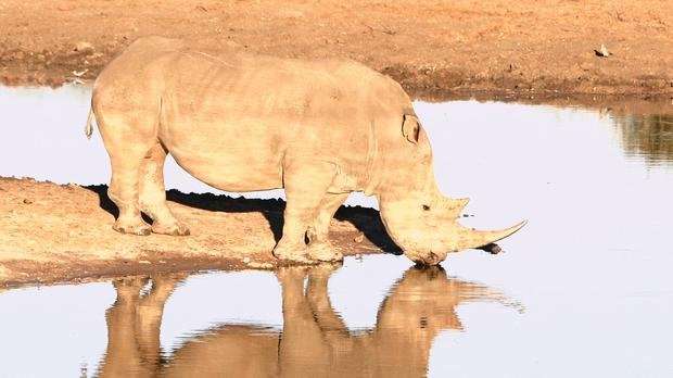 image for Efforts to preserve rhinos paying off
