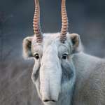 image for 🔥 The Endangered Saiga antelope 🔥