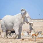 image for 🔥 Ghostly white elephant in Etosha National Park, Namibia 🔥
