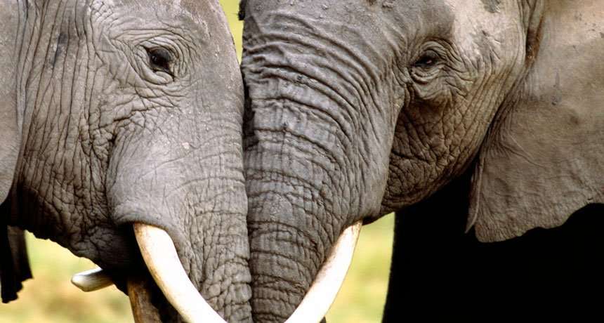 image for DNA from seized elephant ivory unmasks 3 big trafficking cartels in Africa