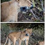 image for Lioness steals a photographer’s camera, gives it to her cubs as a new toy