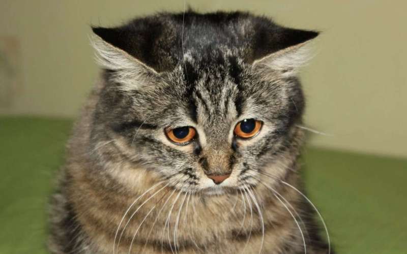 image for “Unadoptable” shelter cats get second chance at life by chasing mice – Cats.Club