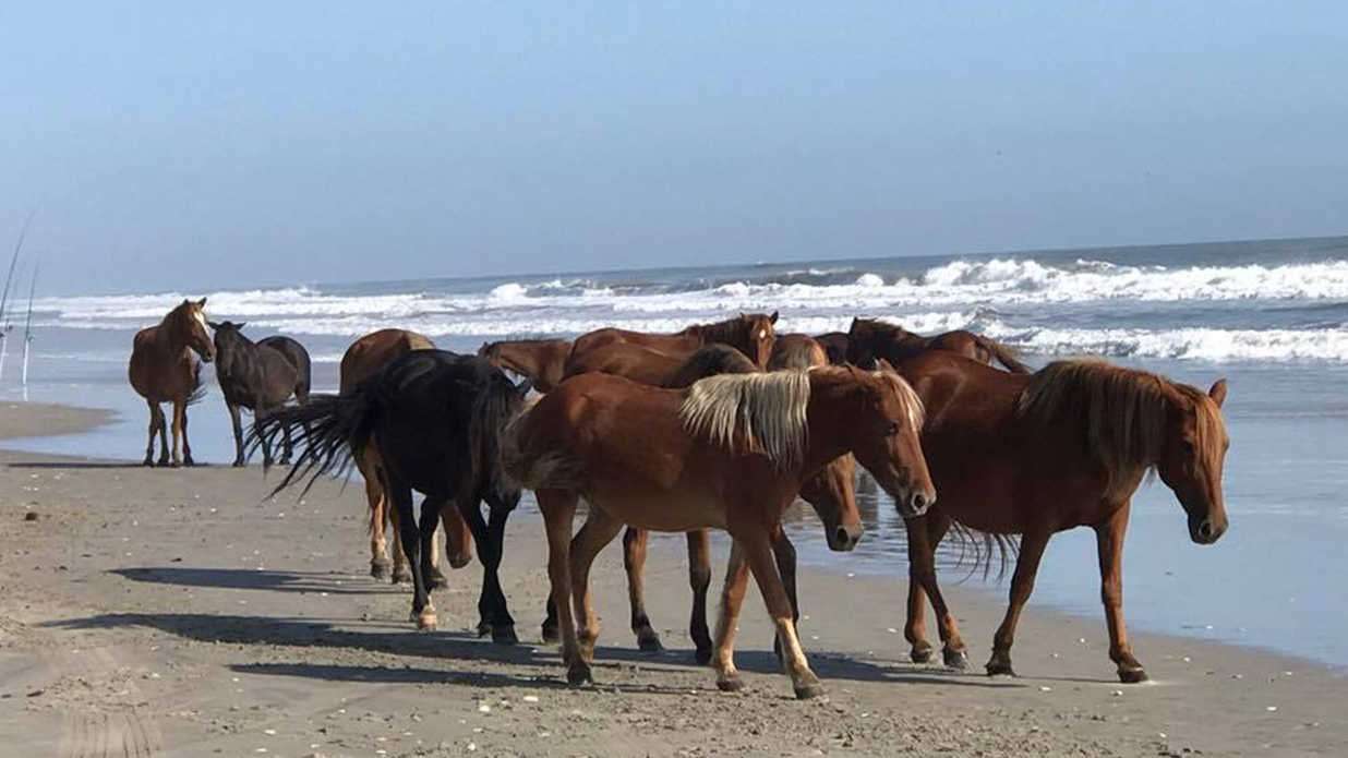 image for North Carolina’s Famous Wild Horses Emerge from Hurricane Florence Unscathed