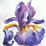 image for "Purple Iris", 10"x10" watercolour