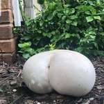 image for Huge, butt-shaped mushroom grew in my yard overnight.