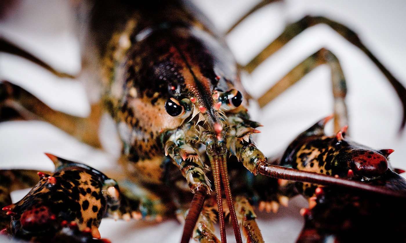 image for Crabs and lobsters deserve protection from being cooked alive