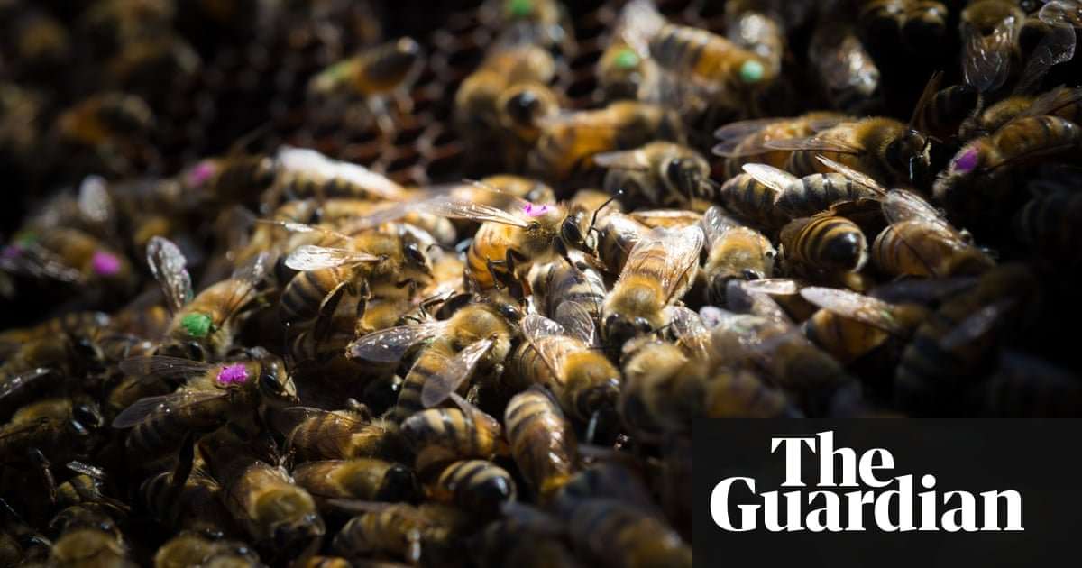 image for Monsanto's global weedkiller harms honeybees, research finds
