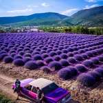 image for Lavender Fields