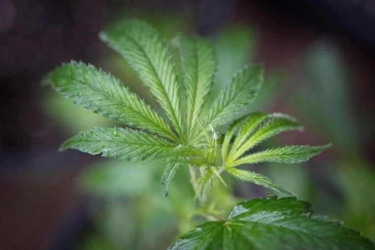 image for Malaysia in talks to become first in Asia to allow medical marijuana