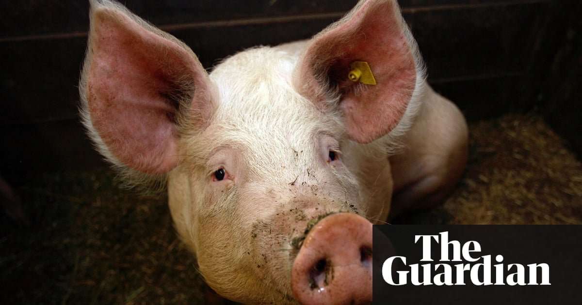 image for Firefighters eat sausages made of piglets they saved from blaze