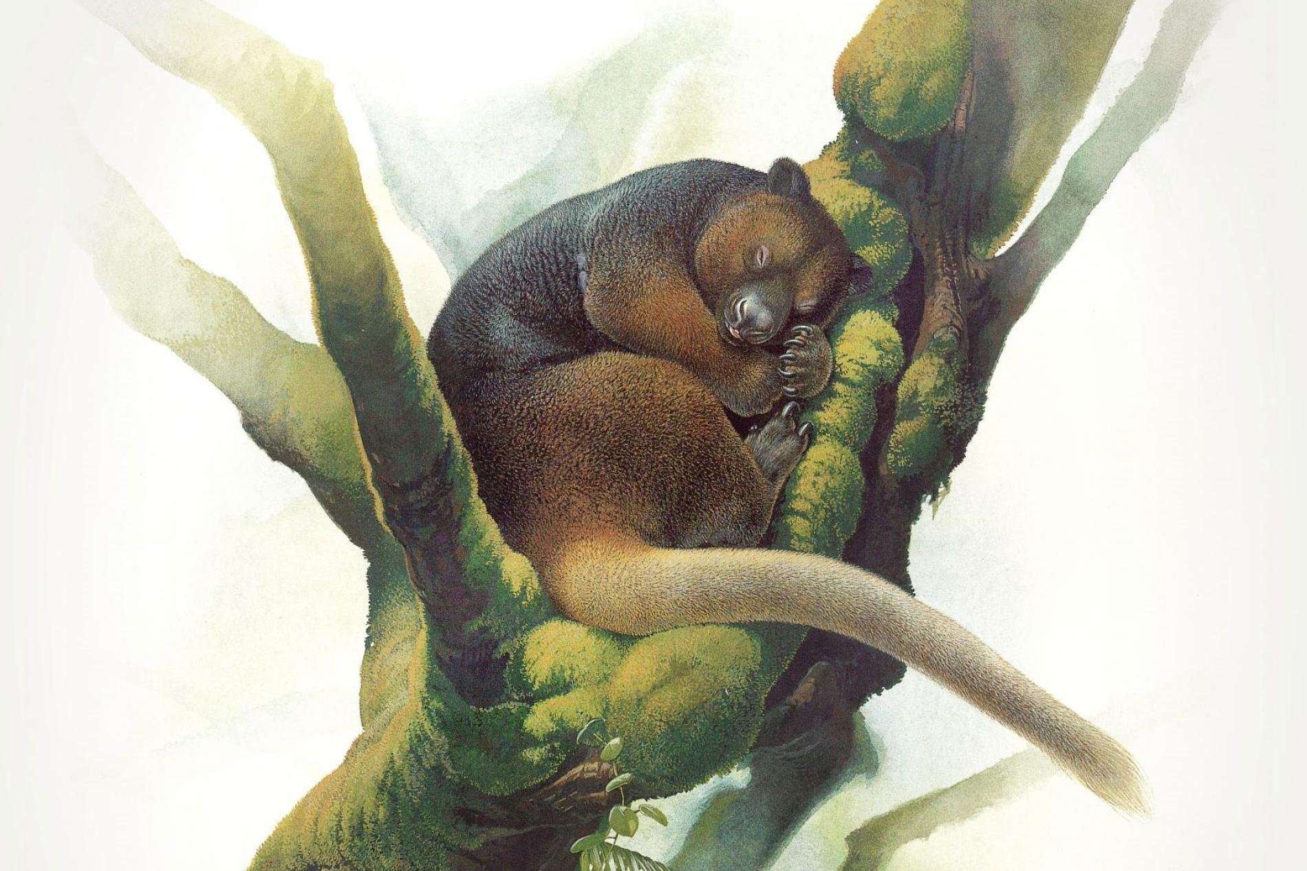 image for Rare Tree Kangaroo Reappears After Vanishing for 90 Years