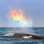 image for Blue whale blowing a rainbow heart