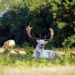 image for I photographed a white stag mid sneeze