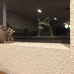 image for This Racoon peeping thru my dad's window at his raccoon figurines.
