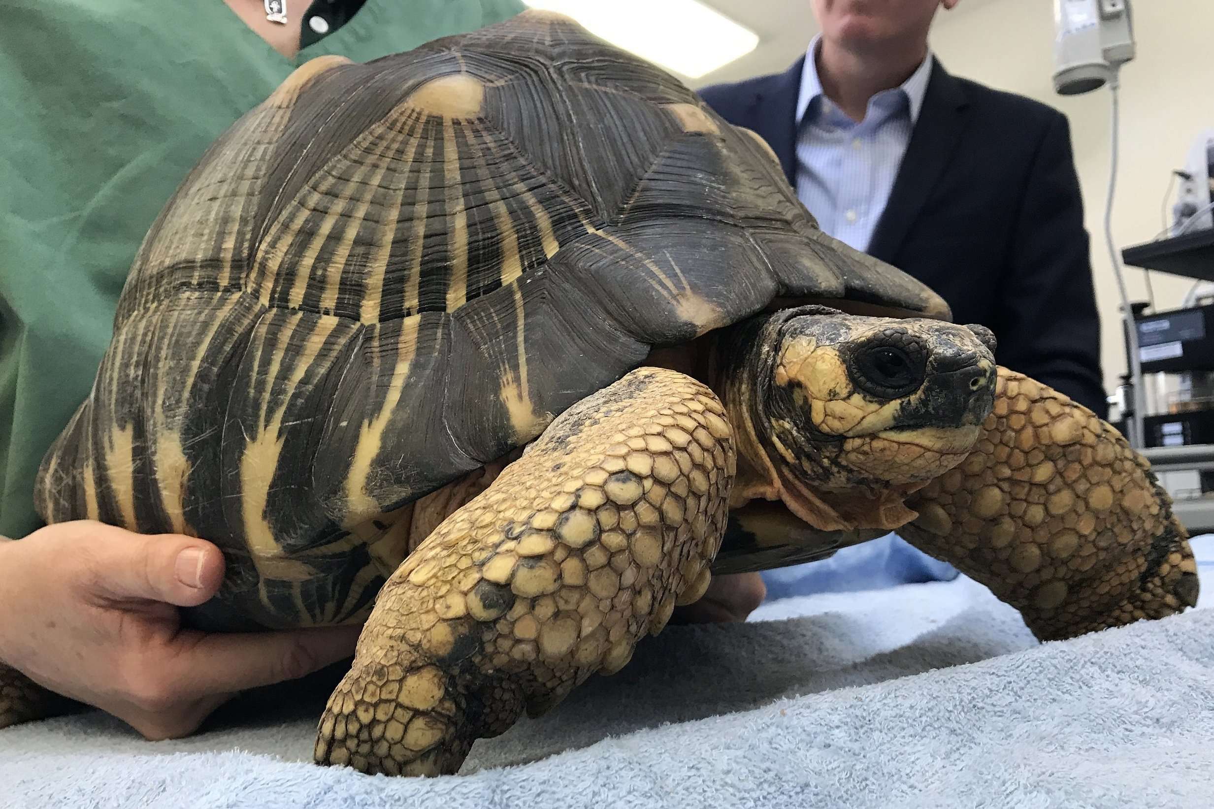 image for Endangered tortoises recovered seven years after being stolen from Perth Zoo