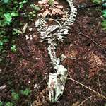 image for Mushrooms growing in the skeleton of a deer