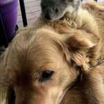 image for This baby koala was discovered yesterday morning after it fell out of its mothers pouch, crawled to a nearby house, and found a golden retriever named Asha to cling to to keep warm overnight