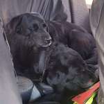 image for Our dogs go to 'work' with my dad (a landscaper). Today I caught them snoozing on the job in the back seat.