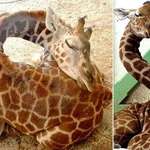 image for Adult giraffes only sleep for a couple of minutes at a time. Baby giraffes will sleep for much longer periods of time with their head resting on their rump.