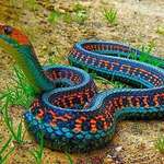 image for California Red Sided Garter Snake
