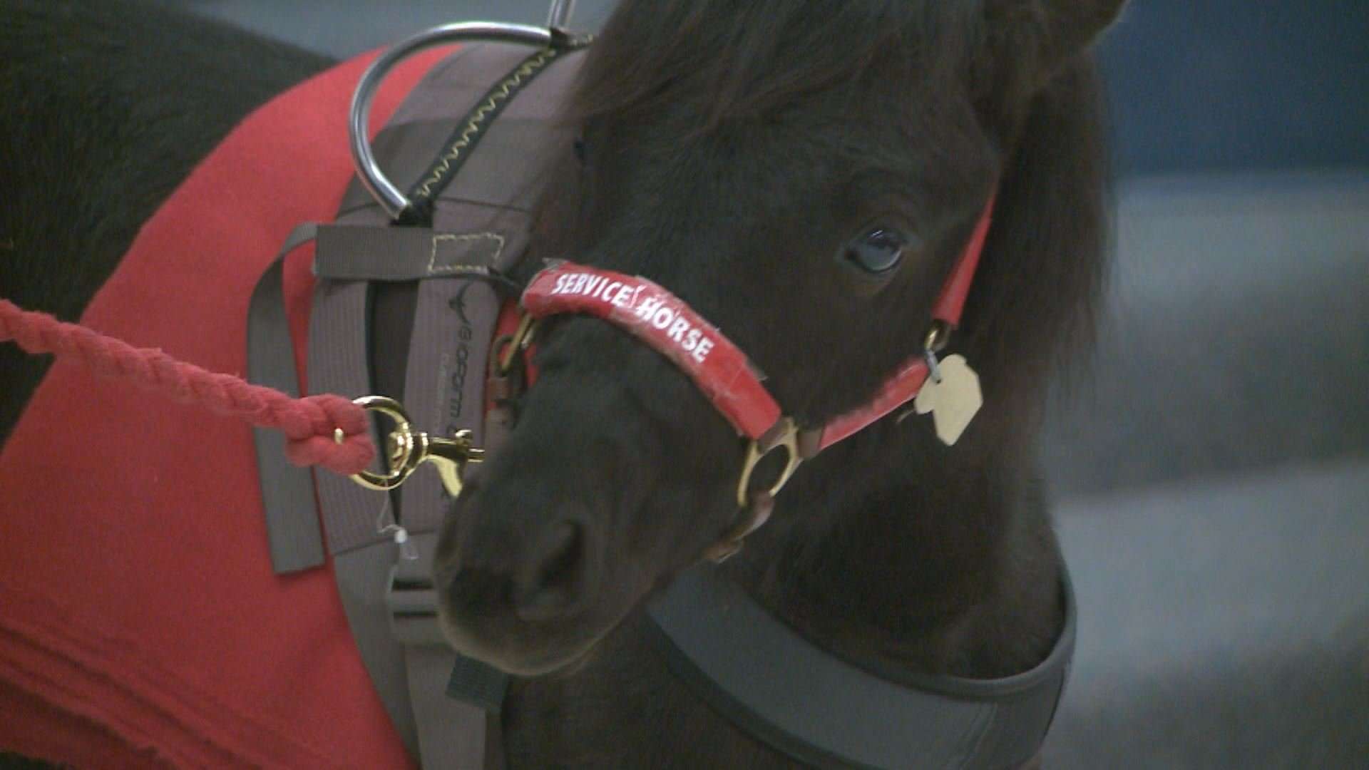 image for Mini horses now qualify as service animals on Alaska Airlines flights