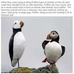image for Puffins meeting new friends!