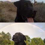 image for RIP old buddy. Keep chasing rainbows