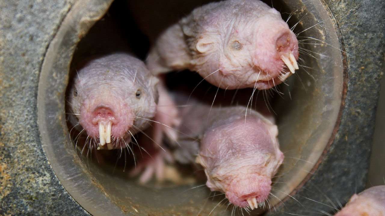 image for Naked mole rats can survive 18 minutes without oxygen. Here’s how they do it