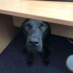 image for My boss brought her Labrador into the office today. He came and said hello.