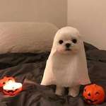 image for S P O O K Y boye is ready for halloween
