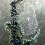 image for Spider web on a frosty juniper tree