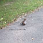 image for Saw a pregnant squirrel for the first time today. Iâ€™m not sure what I expected but this exceeds all of it.
