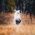 image for 🔥 White Brown Bear spotted in Kuhmo, Finland yesterday is the first one ever seen.