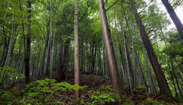 image for Forest study in China finds mix of trees can absorb twice as much carbon as areas with one species