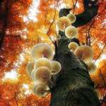image for ðŸ”¥ Mushroom Tree ~ Photo by Elly Besselink