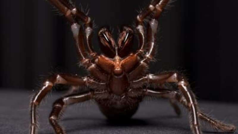 image for Funnel-web spider can kill melanoma cells and Tassie devil tumours