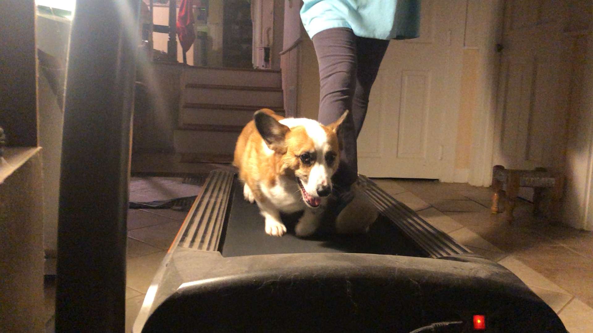 image for How to keep a corgi from getting fat. Doctors orders saying he needs more exercise. He loves the treadmill. : corgi